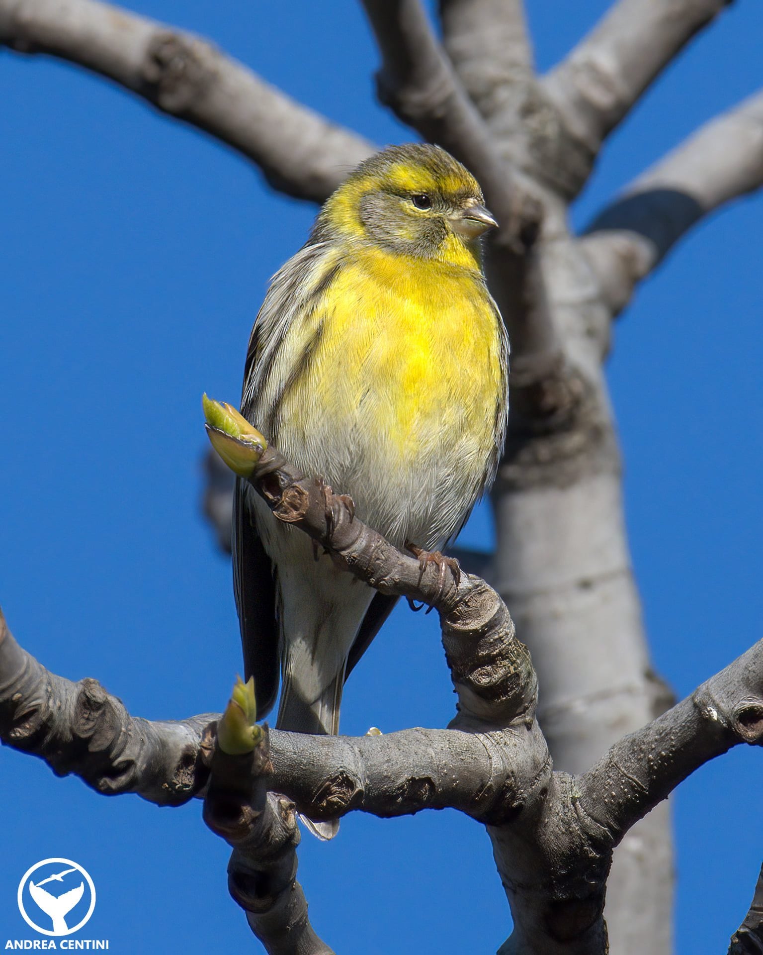 Verzellino (Serinus serinus). Credit: Andrea Centini