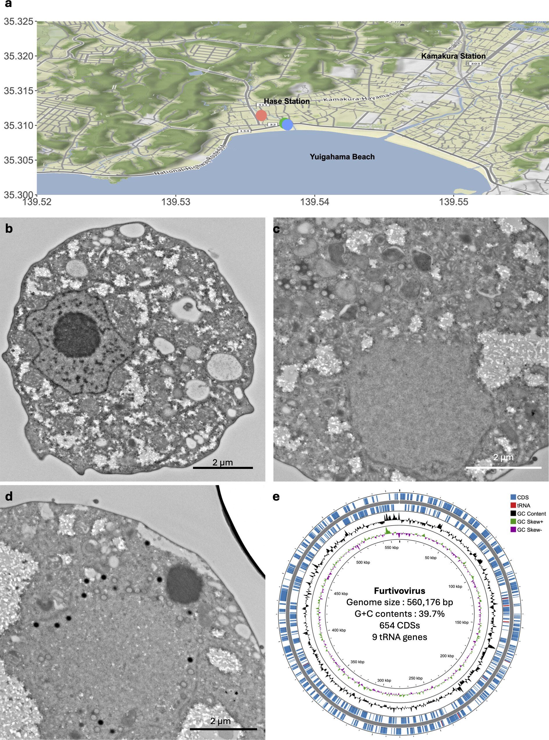 Il furtivovirus visto al microscopio elettronico. In alto, dove è stato rinvenuto. Credit: Bae e Takemura/ Journal of Virology
