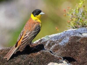 Le foto del raro e bellissimo zigolo capinero: “Leggendario per i birdwatcher. Vederlo è un sogno”