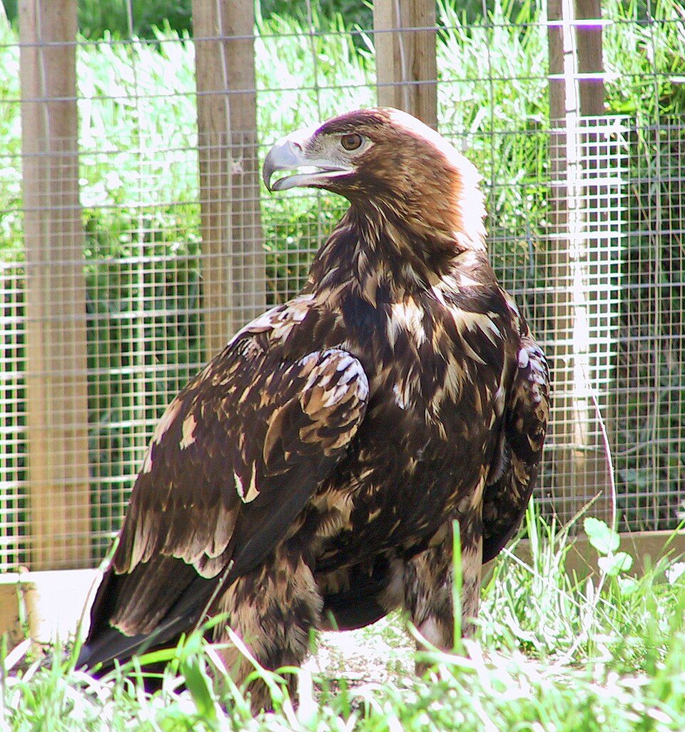 Un’aquila imperiale iberica. Credit: Antonio Lucio Carrasco Gómez