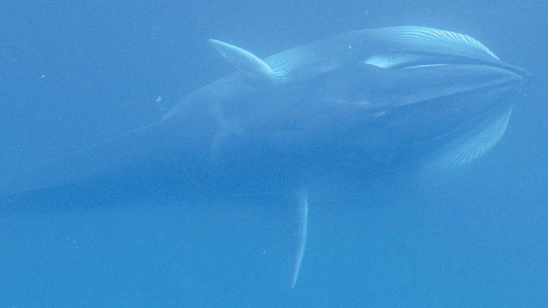 Rarissima balenottera di Omura spiaggiata a Singapore: "Emorragie e fratture compatibili con la collisione di una nave"