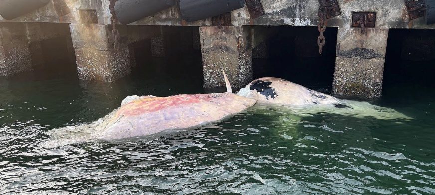 La carcassa della balenottera di Omura trovata morta a Singapore. Credit: Nature in Singapore