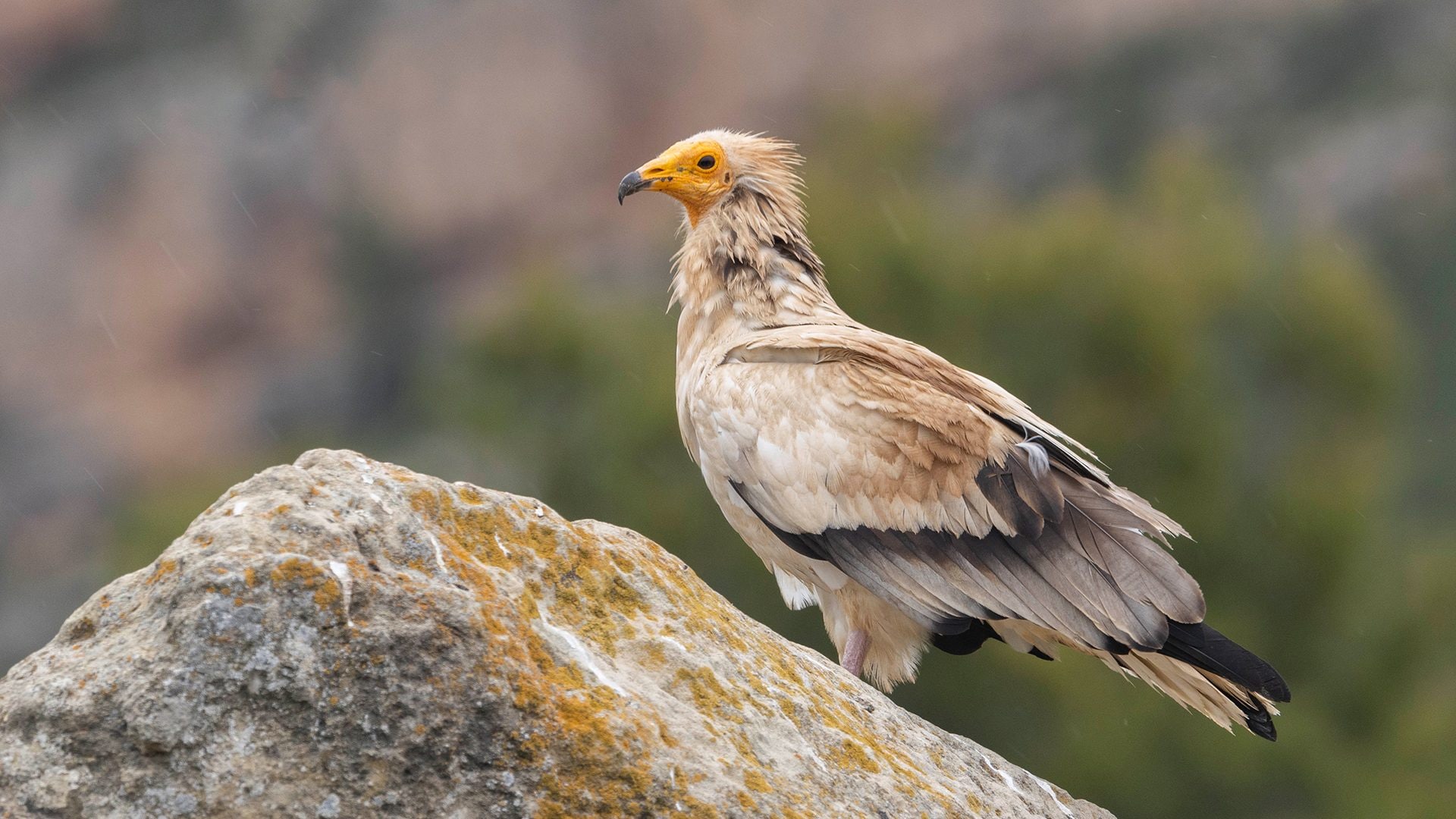 Le foto del raro capovaccaio, il bellissimo avvoltoio egiziano: è il più piccolo d'Europa e manipola strumenti
