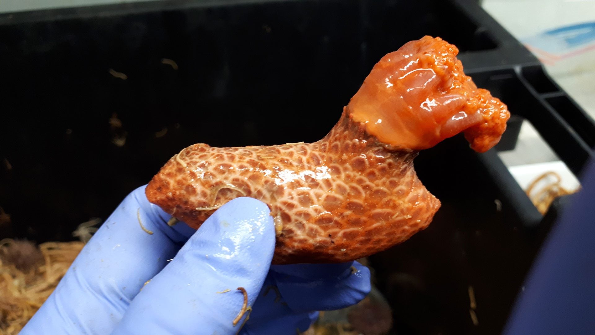 Il cetriolo di mare sfida l’immortalità: le parti amputate vivono per anni, la scoperta su Science Advances