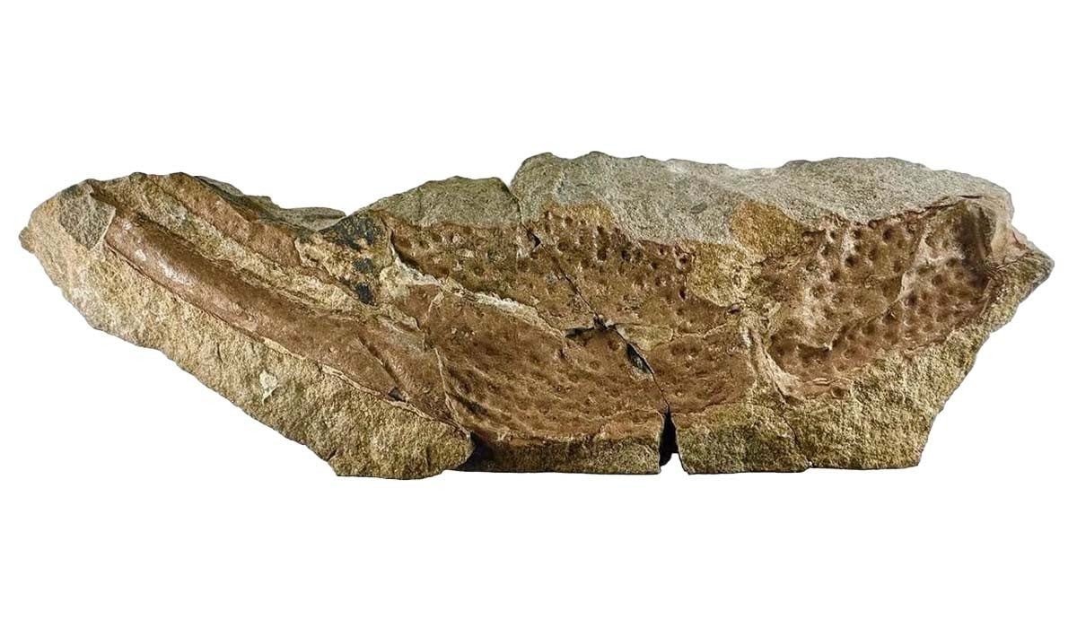 La chela gigante dello scorpione del Paleozoico. Credit: Museo di Storia Naturale di Londra