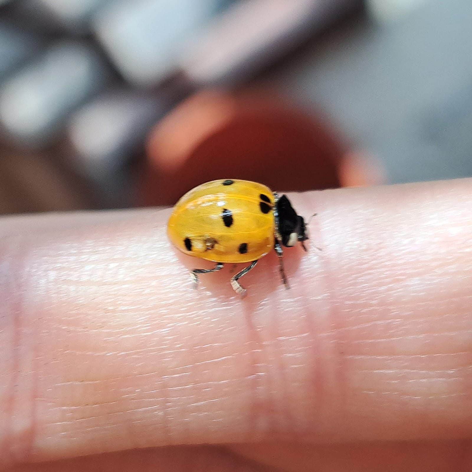 Coccinella. Credit: Andrea Bonifazi