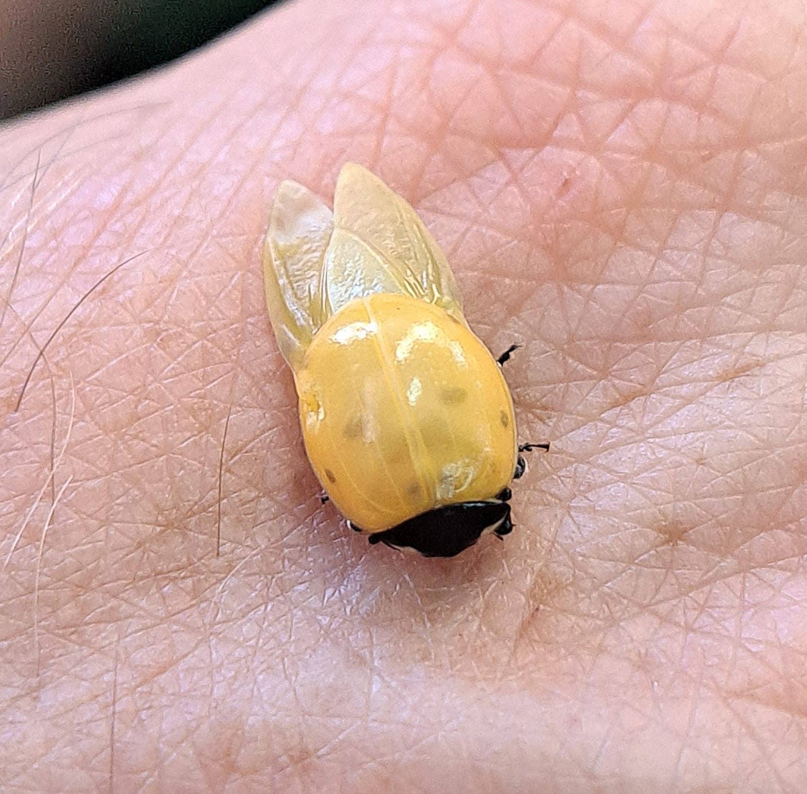 Coccinella. Credit: Andrea Bonifazi