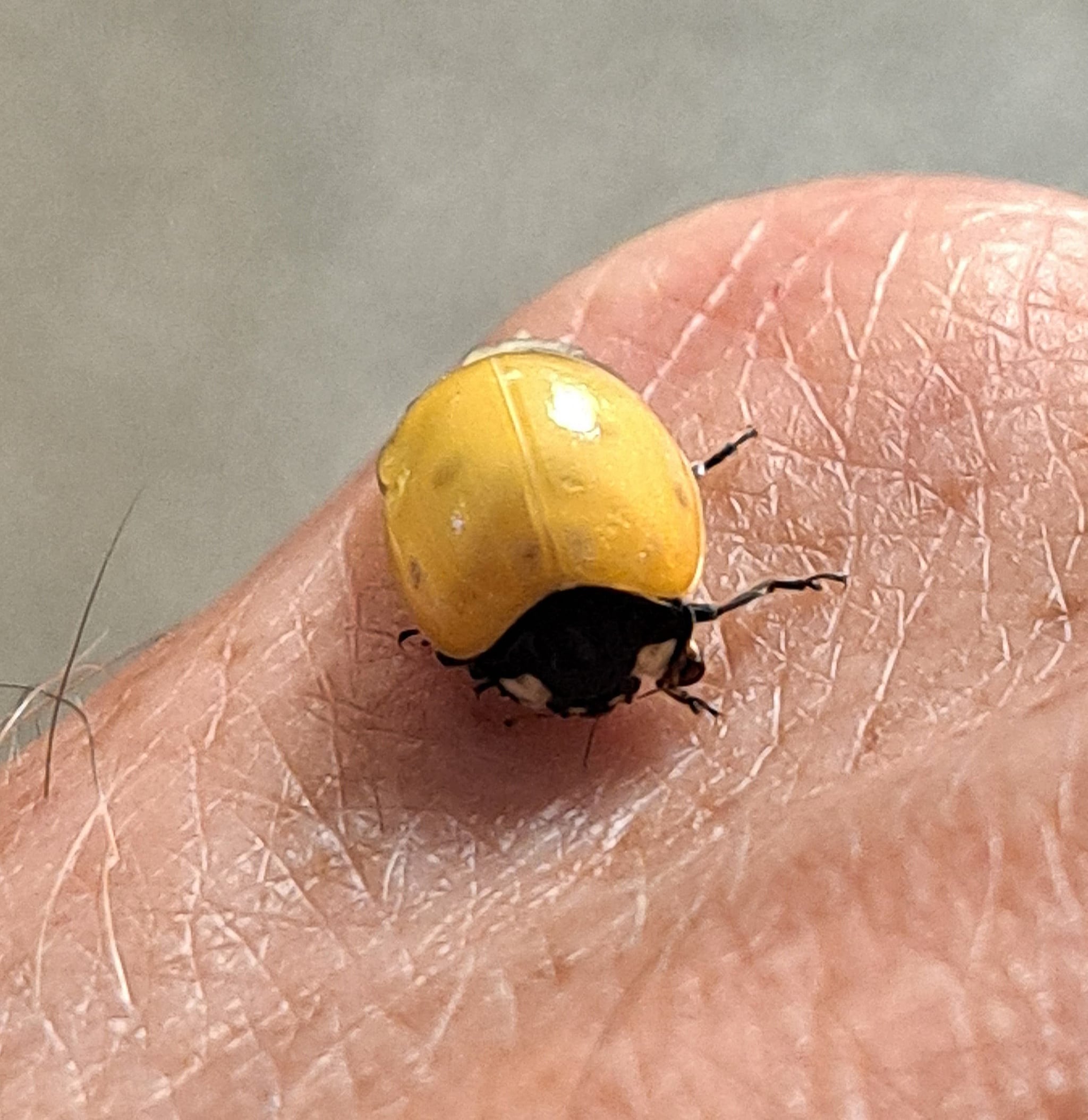 Coccinella. Credit: Andrea Bonifazi