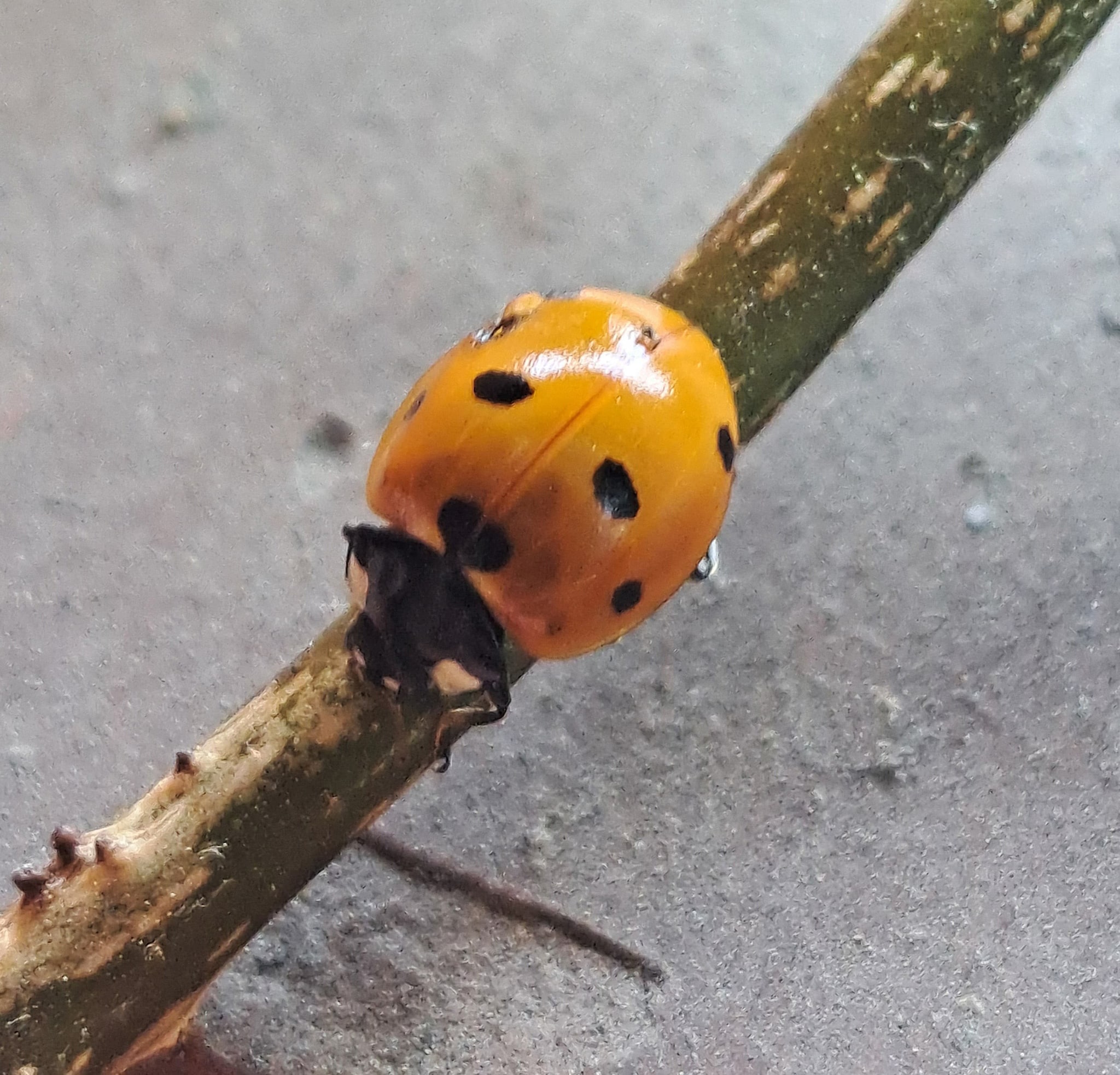 Coccinella. Credit: Andrea Bonifazi