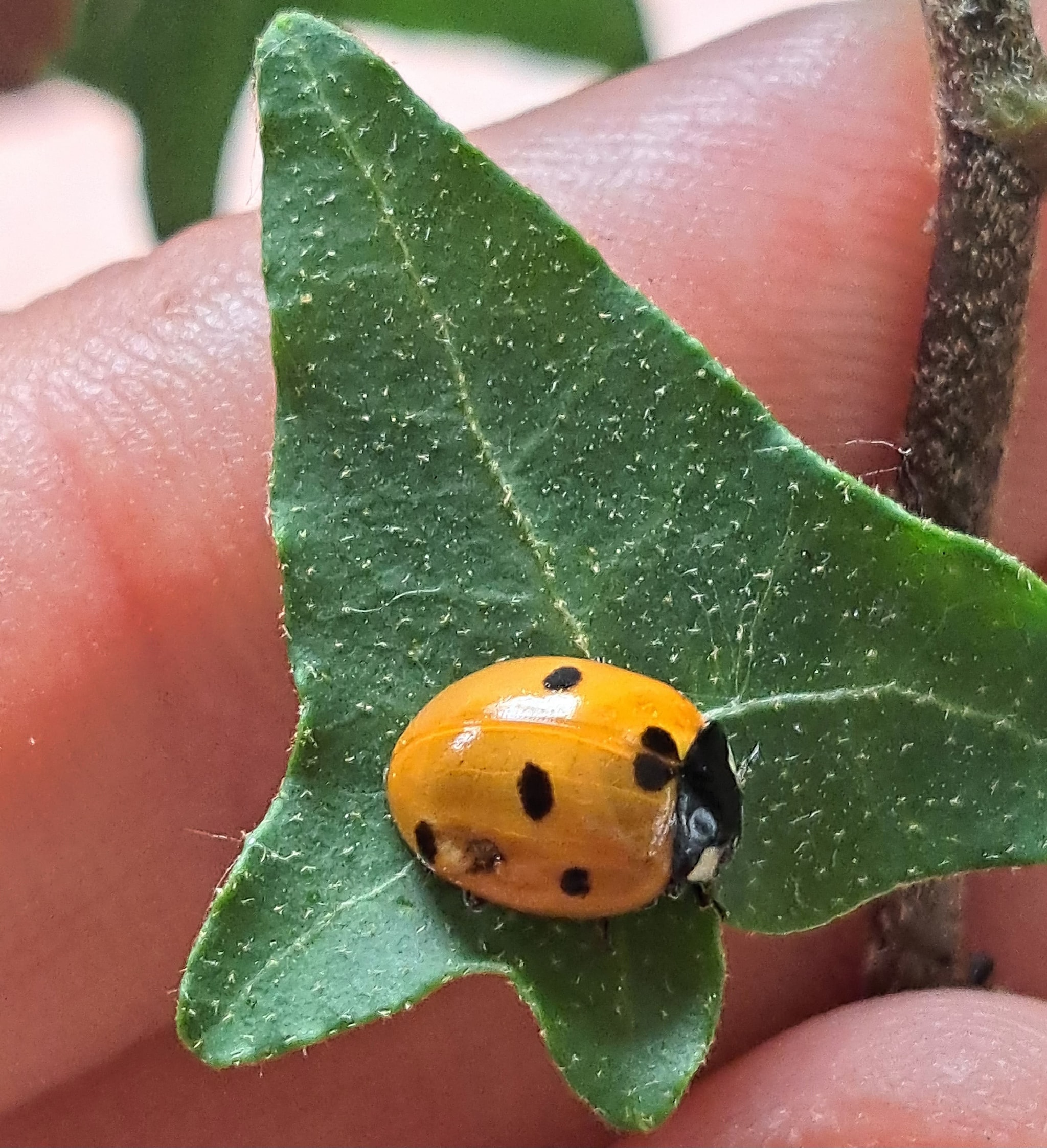 Coccinella. Credit: Andrea Bonifazi