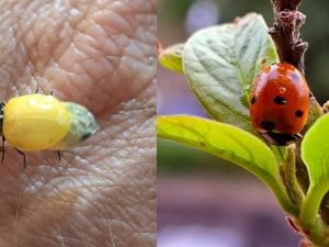 Coccinella da gialla a rossa con 7 punti neri in poche ore: ecologo Bonifazi spiega la trasformazione. Le foto