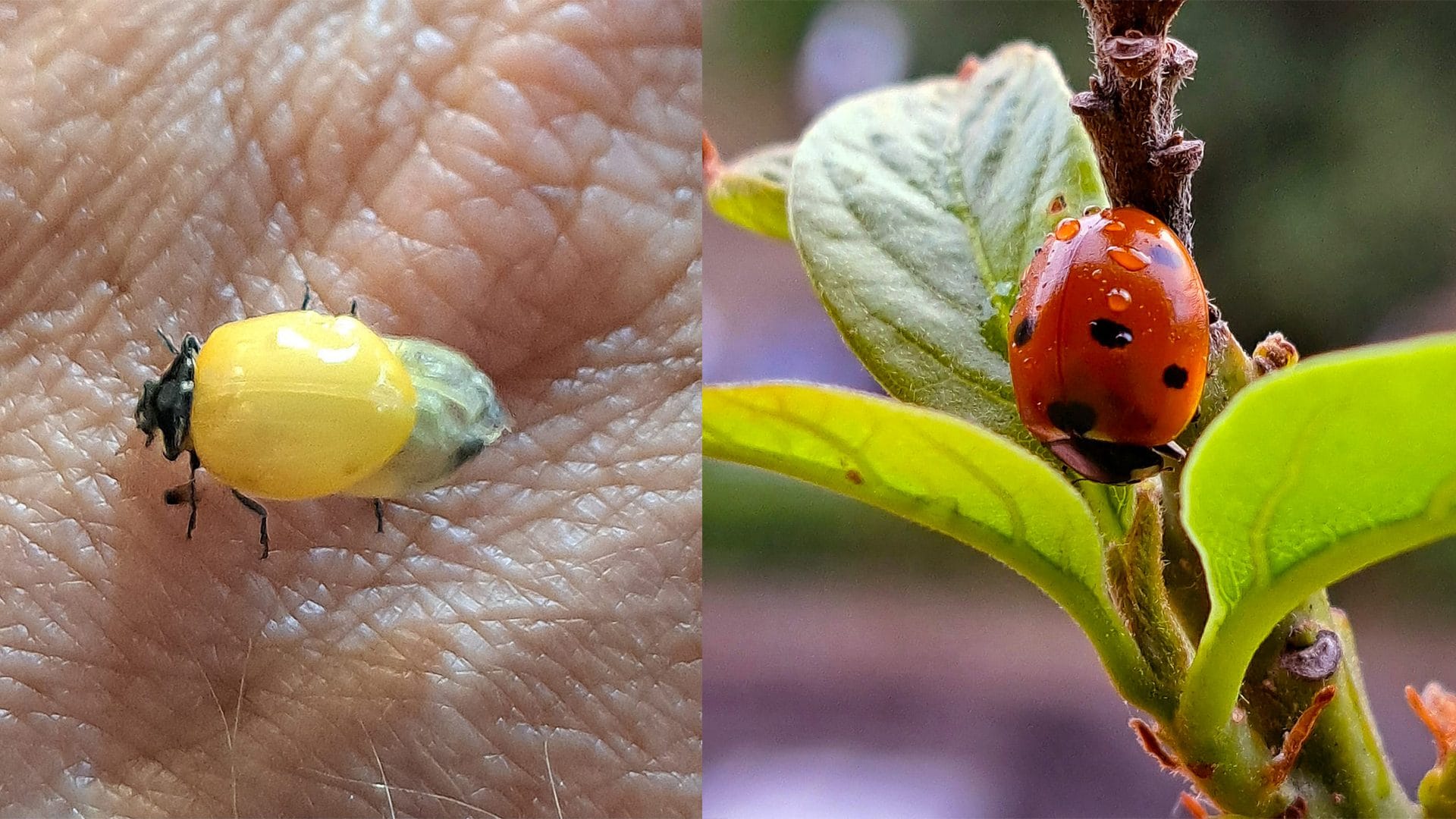 Coccinella da gialla a rossa con 7 punti neri in poche ore: ecologo Bonifazi spiega la trasformazione. Le foto