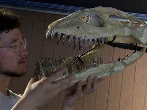 Chiarimenti sulla vendita di un fossile di elasmosauro