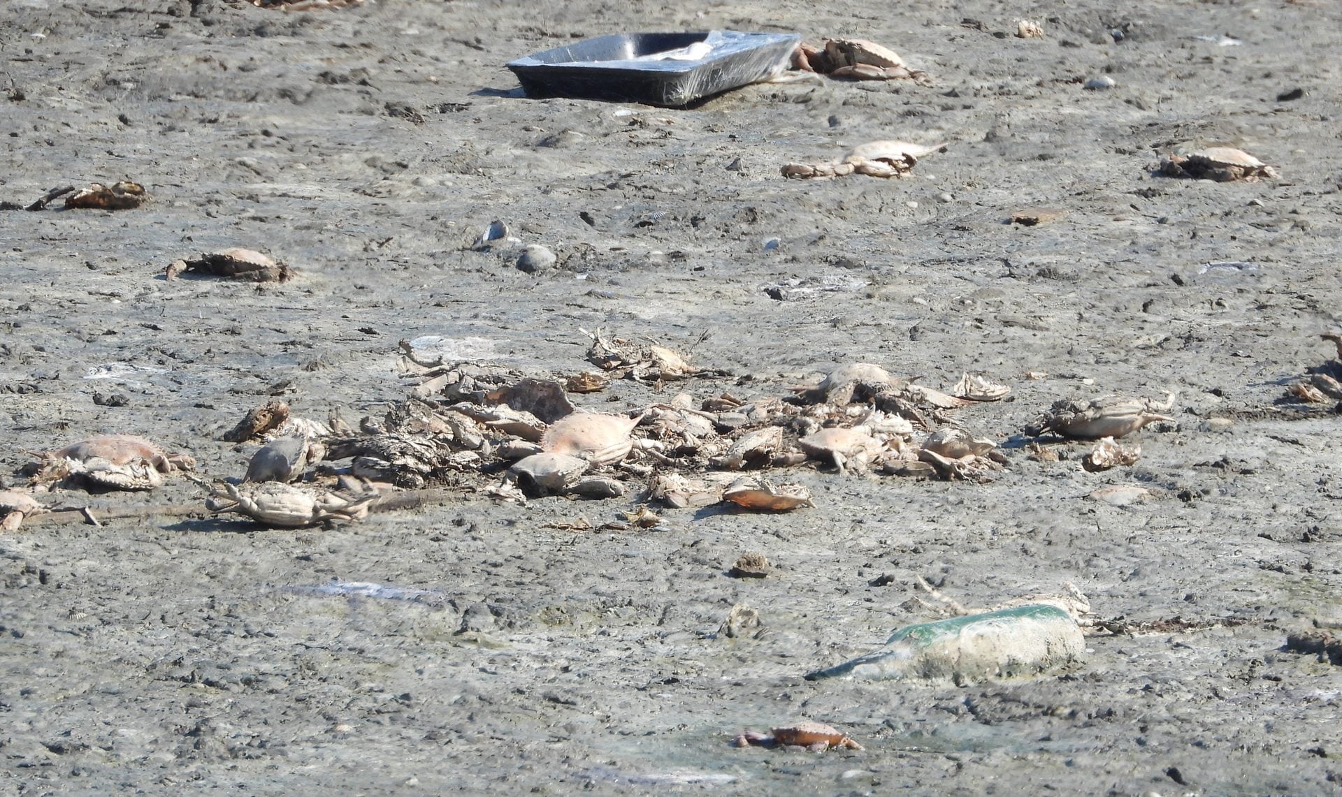 Granchi blu morti in un canale del lago di Fogliano. Credit: Andrea Centini