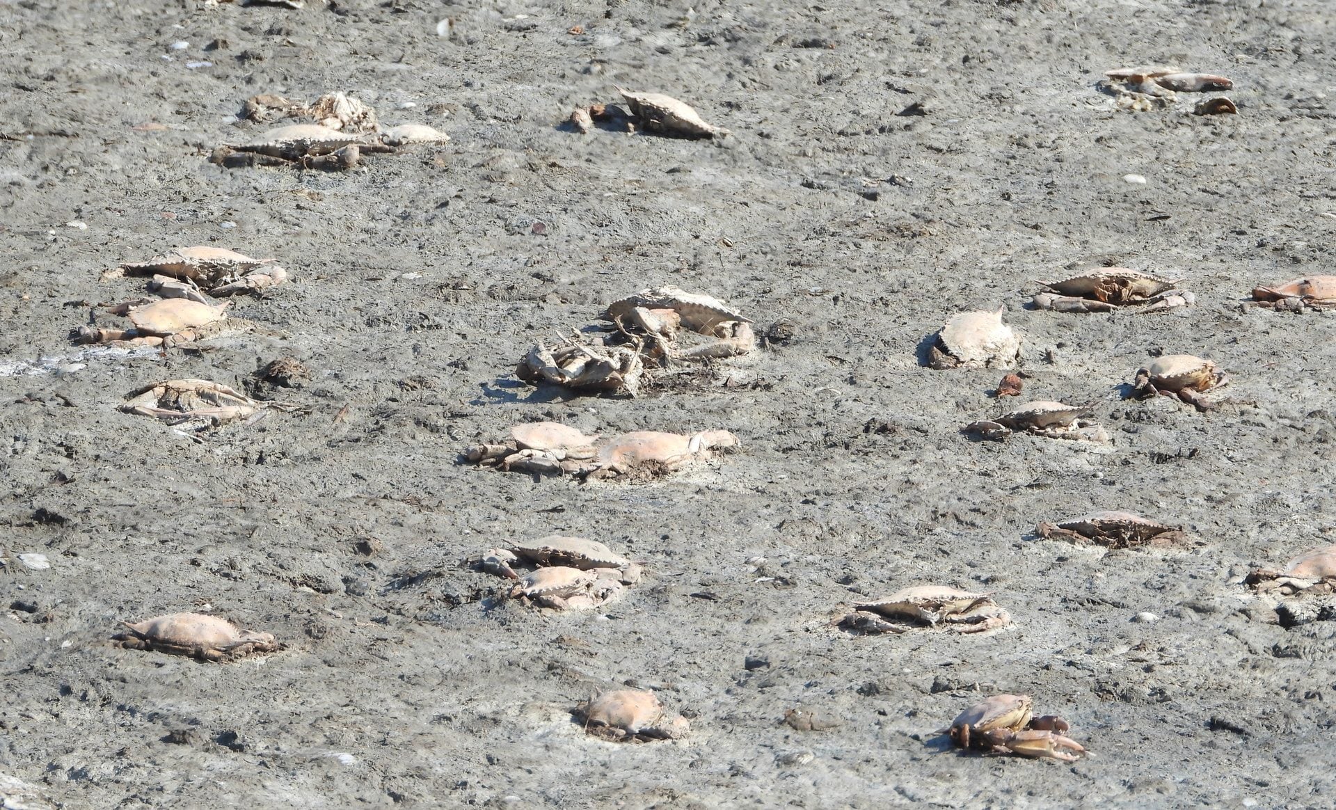 Granchi blu morti in un canale del lago di Fogliano. Credit: Andrea Centini