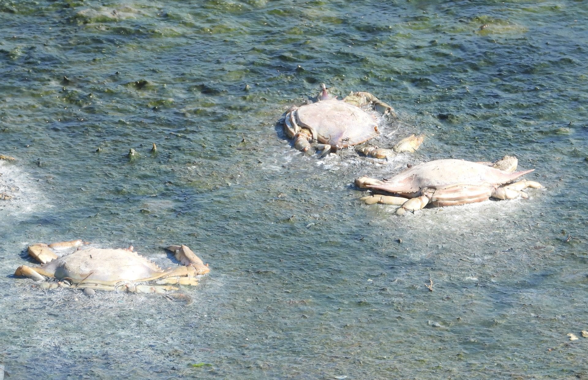 Granchi blu morti in un canale del lago di Fogliano. Credit: Andrea Centini