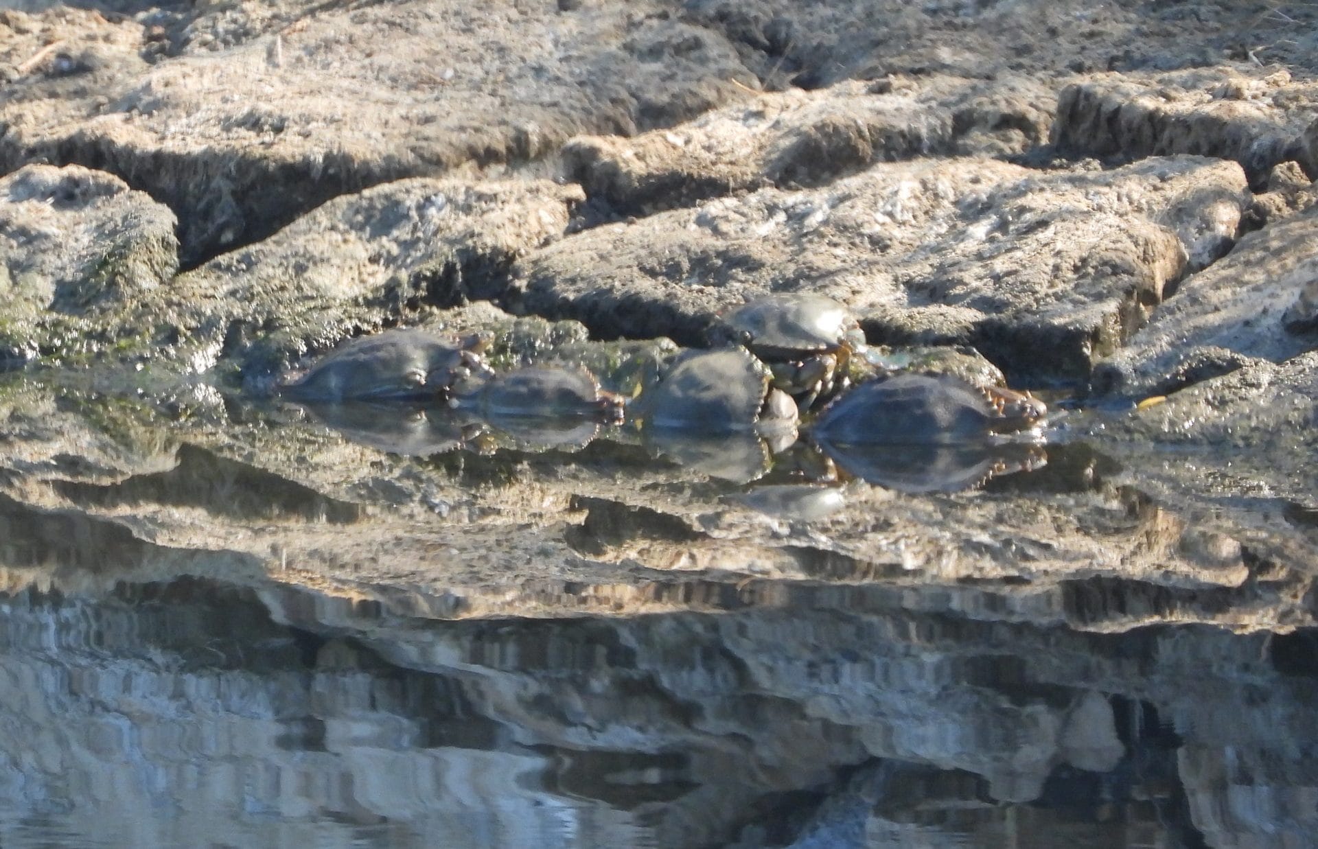 Granchi blu in un canale del lago di Fogliano, probabilmente ancora in vita ma morenti, alla disperata ricerca di ossigeno. Credit: Andrea Centini