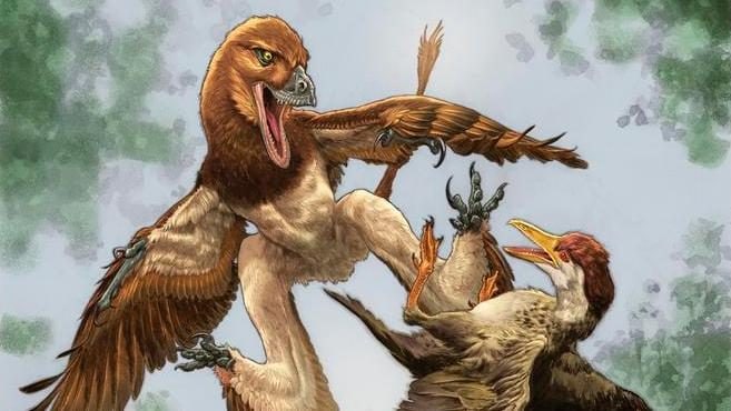 Microraptor scoperto in Cina: “Dinosauro parente del Velociraptor, divorava uccelli”