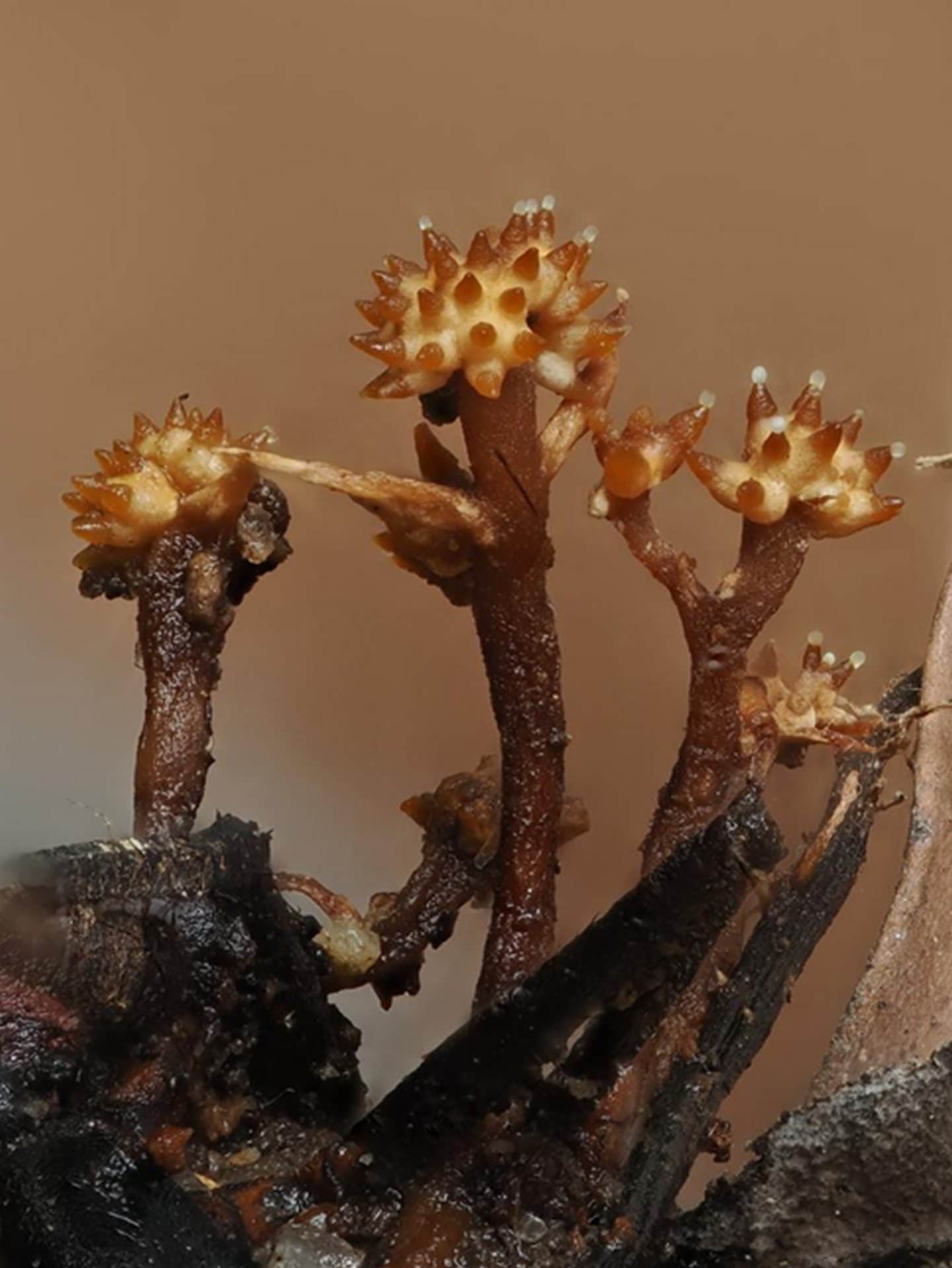 La struttura dell’iperparassita. Credit: Universiti Malaysia Sabah
