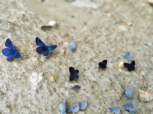 Centinaia di farfalle radunate in un canyon in Abr