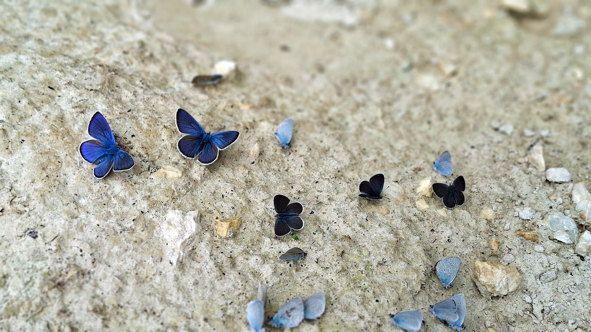 Centinaia di farfalle radunate in un canyon in Abruzzo: le foto dei bellissimi licenidi blu impegnati nel puddling