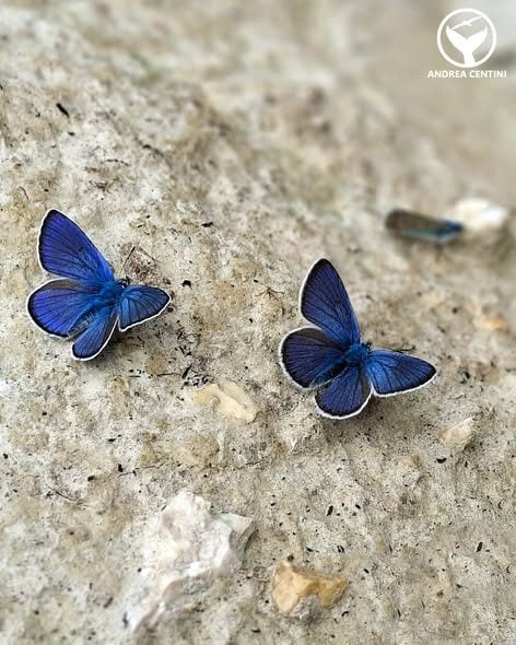 Argo azzurro. Credit: Andrea Centini