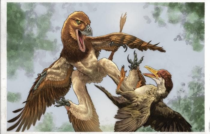 Illustrazione del microraptor che attacca un uccello preistorico. Credit: illustration by Lewis LaRosa, colorized by Jão Canola.