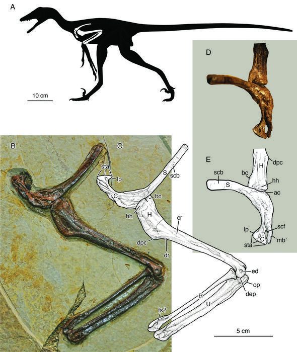 Le ossa fossili rinvenute del microraptor, con ricostruzione. Credit: Zhou