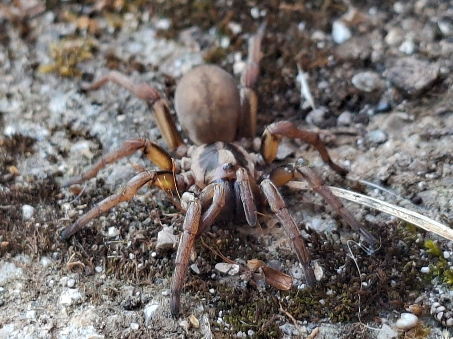 Ragno botola (famiglia Nemesidae). Credit: Andrea Centini