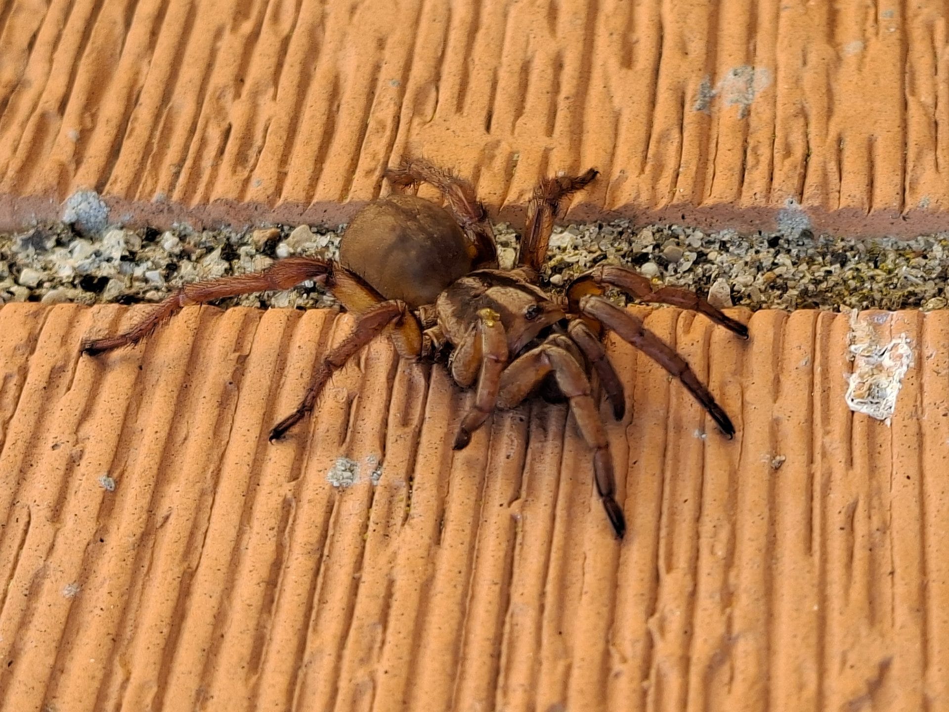 Ragno botola (famiglia Nemesidae). Credit: Andrea Centini