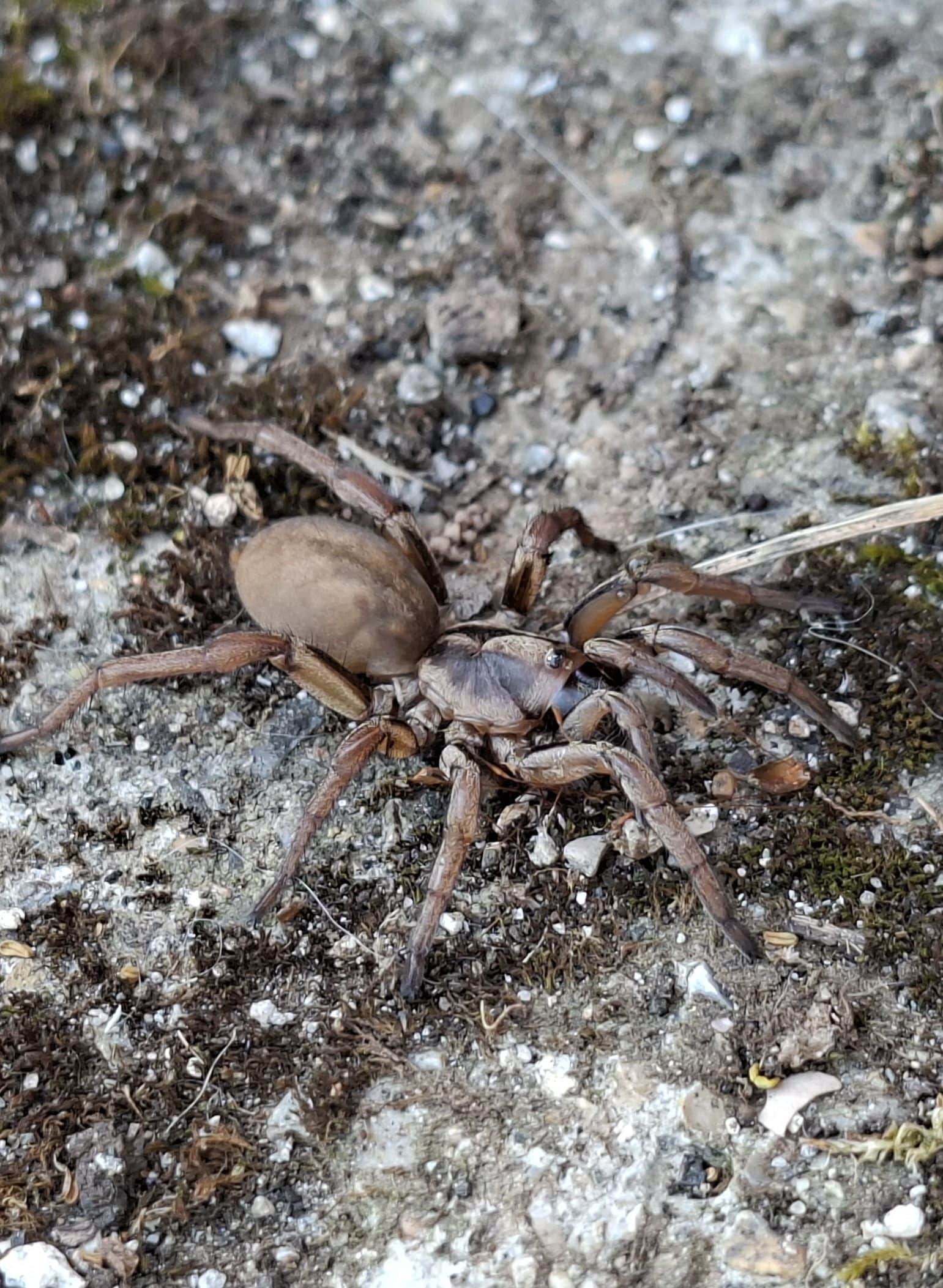 Ragno botola (famiglia Nemesidae). Credit: Andrea Centini