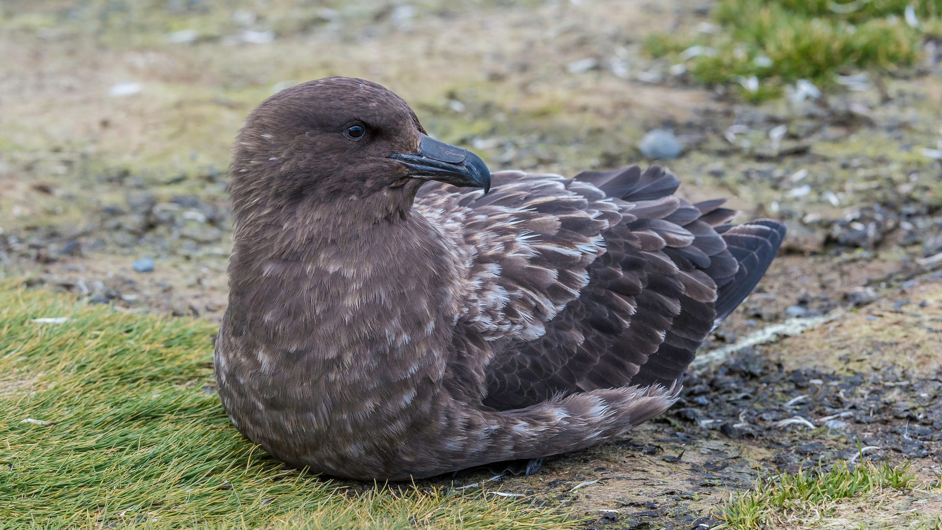 Il virus dell'influenza aviaria H5N1 arrivato in Australia: ora è in tutti i continenti. Aumenta il rischio pandemia