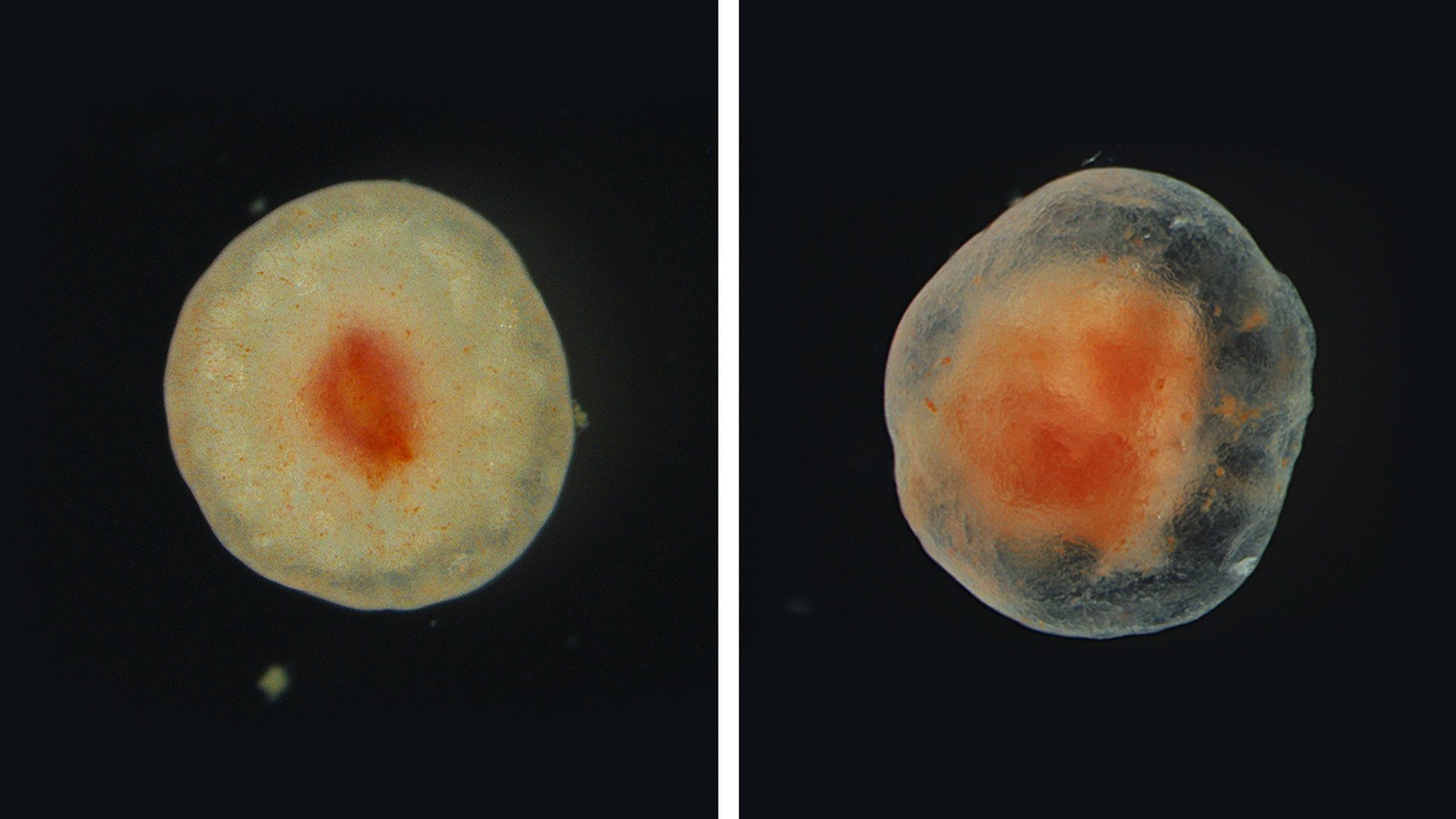 Evoluzione del tessuto amputato di Psolus fabricii: a un anno dall’escissione (sinistra) e dopo diversi anni (destra). Visibile la progressiva guarigione della ferita e la formazione di nuovo tessuto. Credit: Sara Jobson/Memorial University