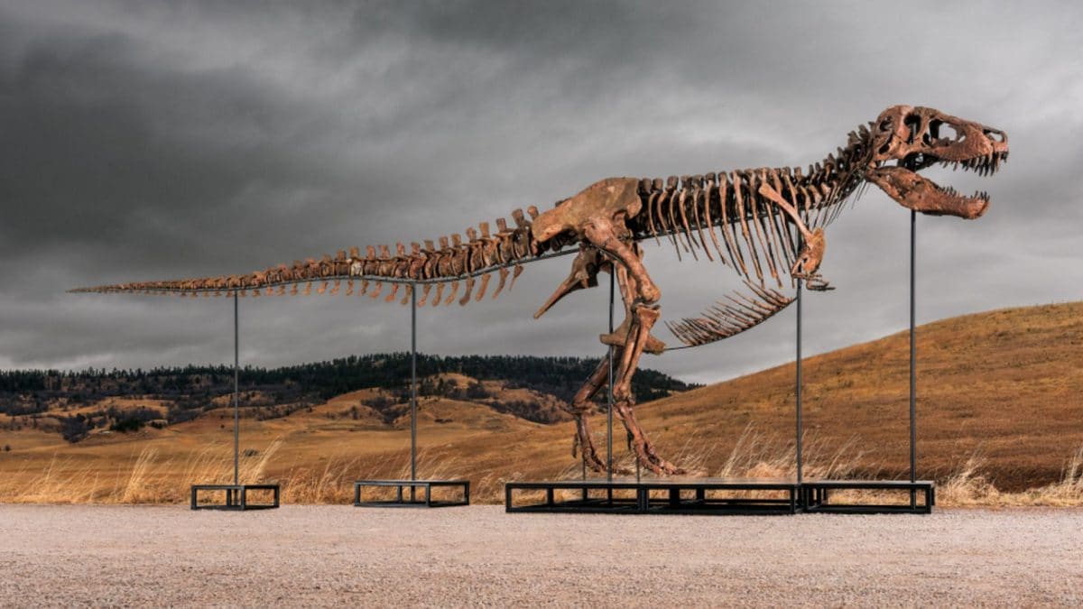 Lo scheletro fossile di Gus, il tirannosauro che andrà all’asta. Credit: Sotheby’s