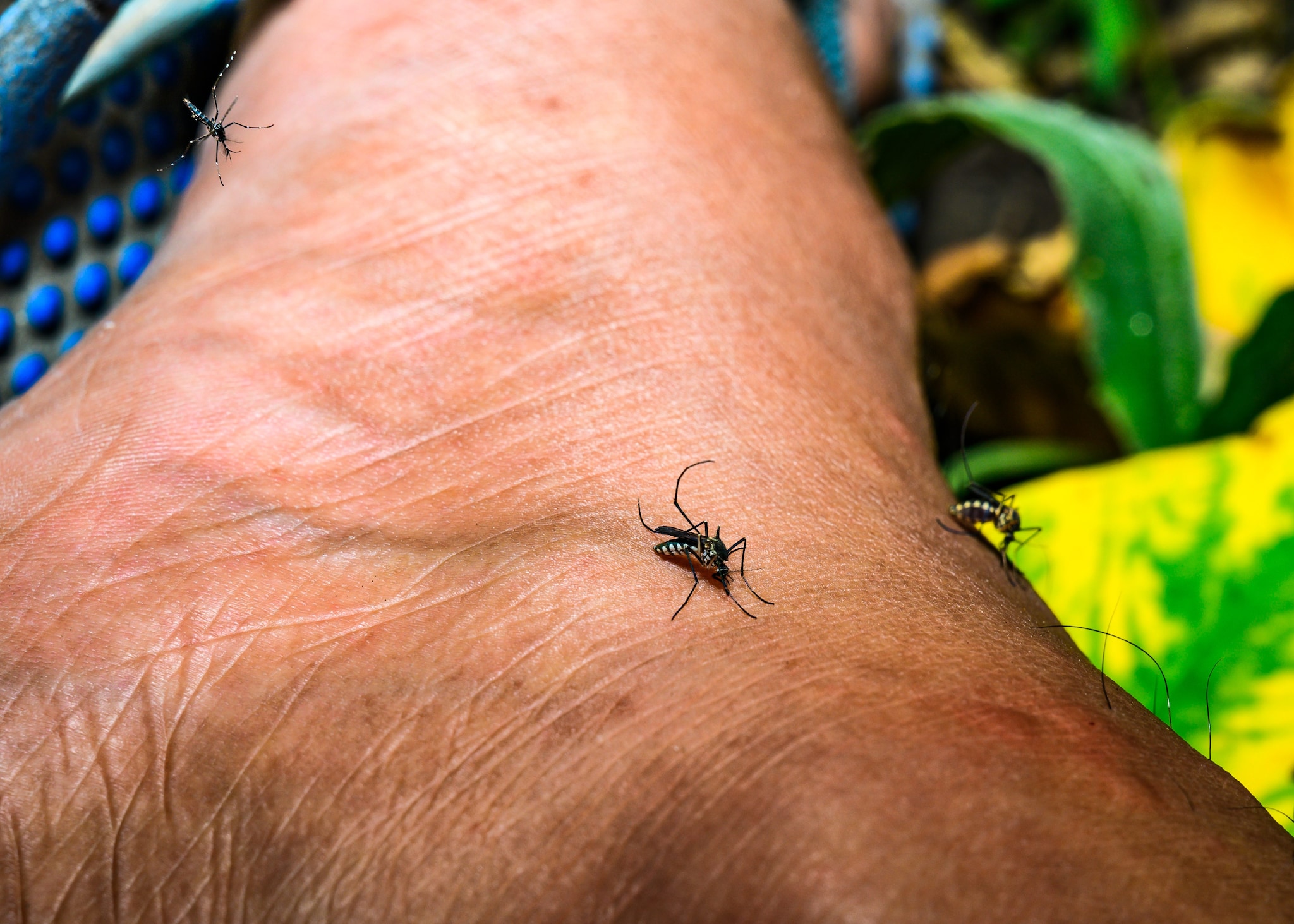 Due esemplari di zanzare Aedes aegypti.
