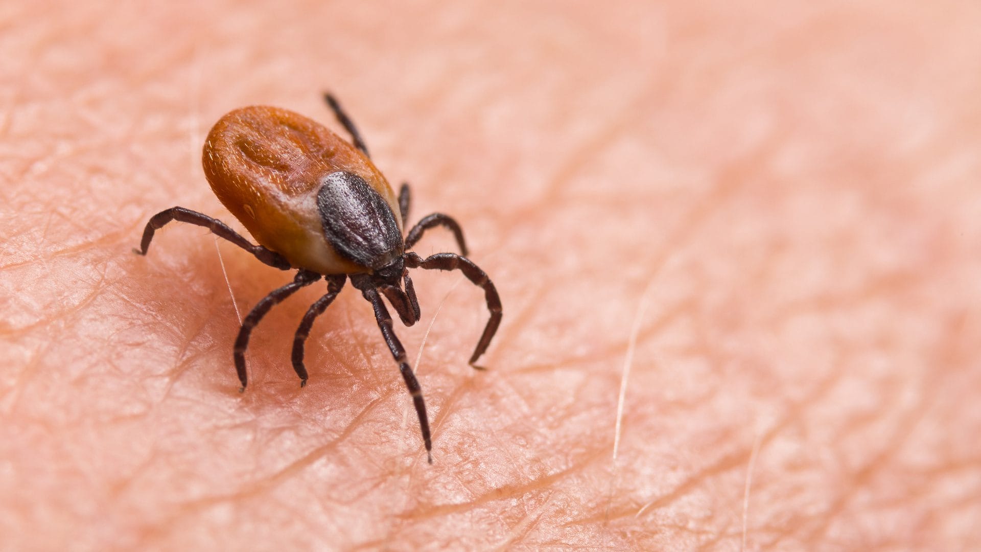 Rara forma di malattia di Lyme a New York, CDC: "Zecche infette dal batterio B. mayonii nel giardino del paziente"