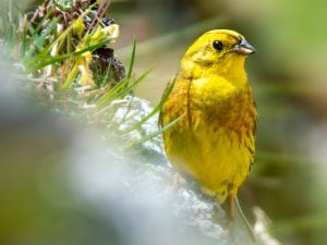 Le foto dello splendido zigolo giallo, lo abbiamo incontrato