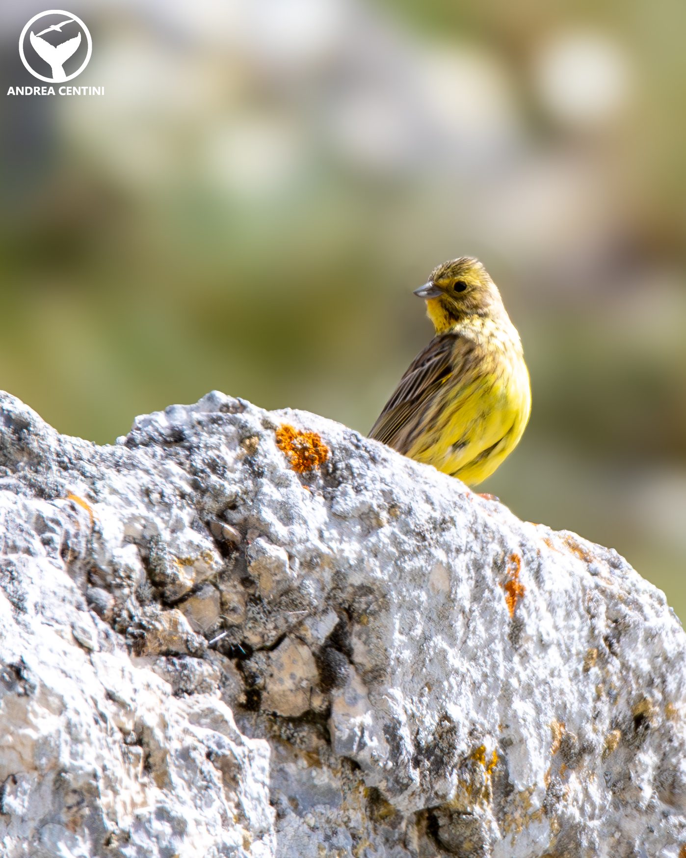 Femmina di zigolo giallo. Credit: Andrea Centini