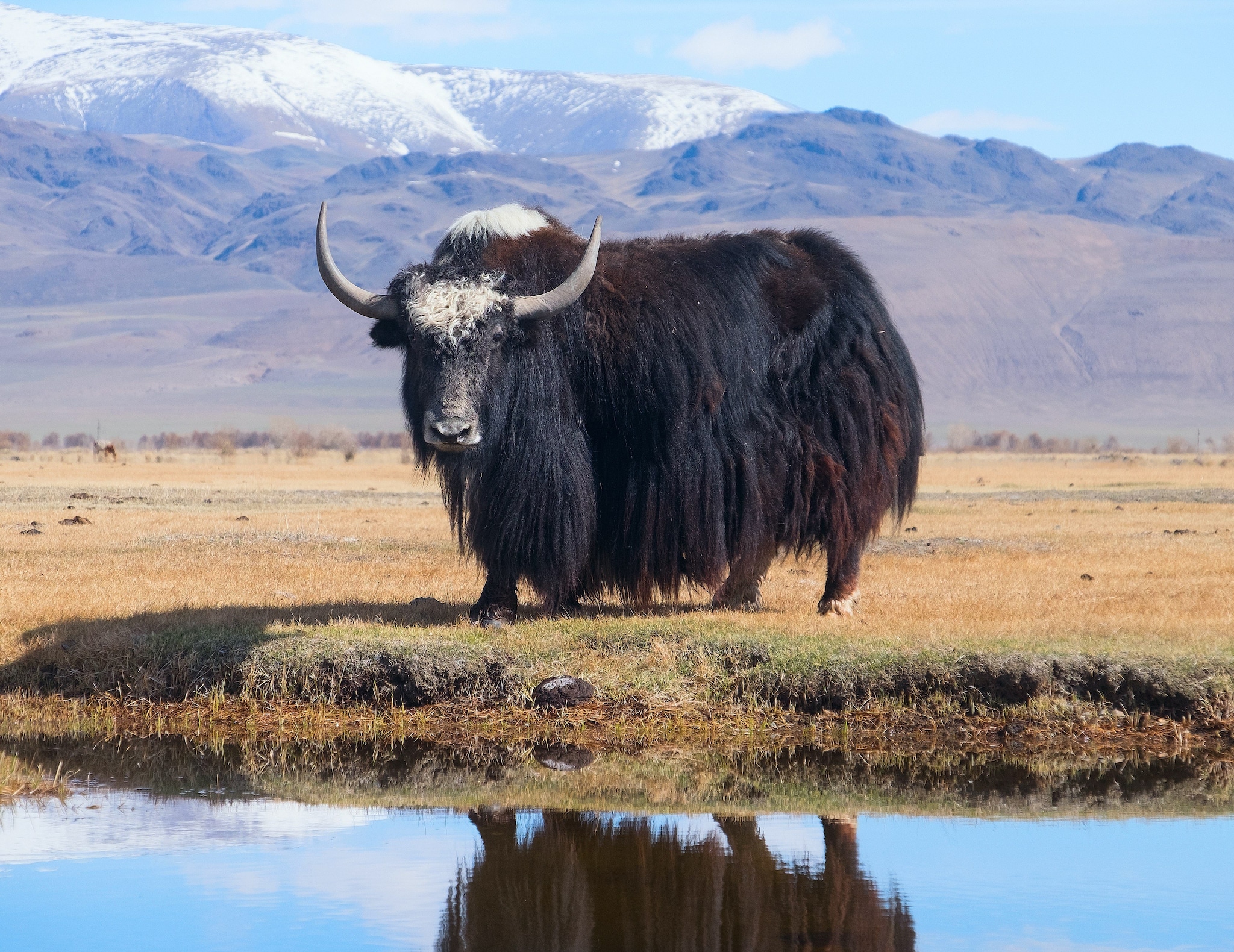 Il laboratorio segreto per la clonazione che lavora a una mandria di yak, a 30 anni dalla pecora Dolly