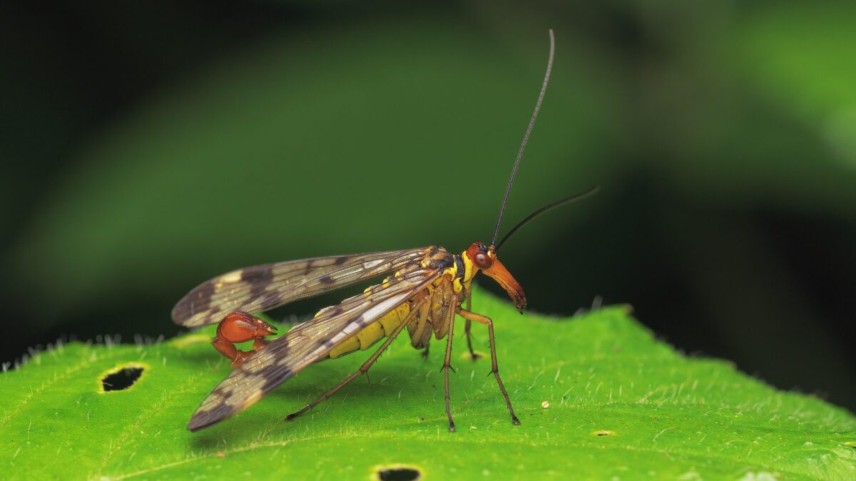 Le foto della mosca scorpione (Panorpa communis) o panorpa avvistata nel Lazio. È un maschio, con la caratteristica struttura al termine dell'addome che ricorda il pungiglione di uno scorpione. Credit: Mauro Santucci