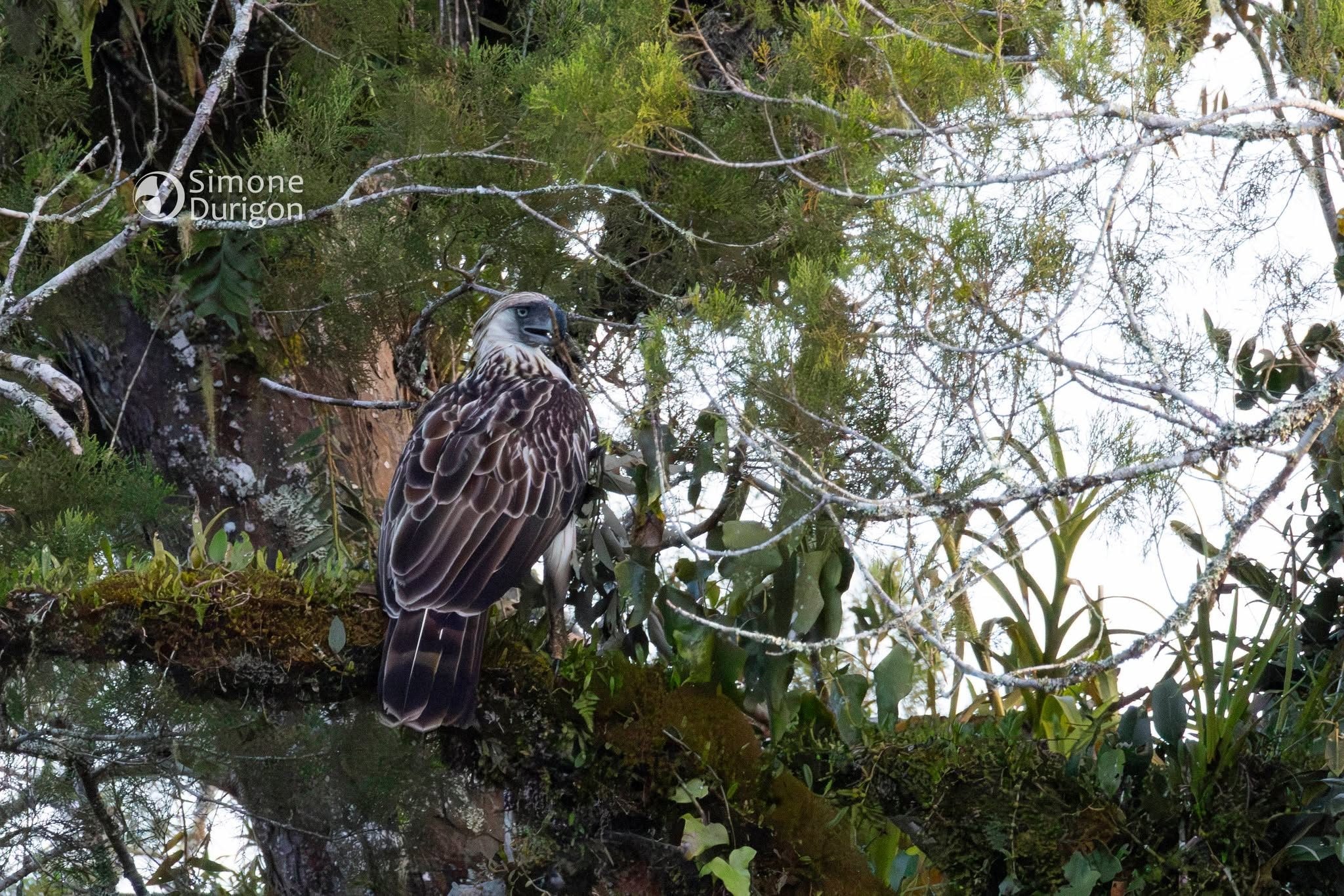 Aquila delle Filippine. Credit: Simone Durigon