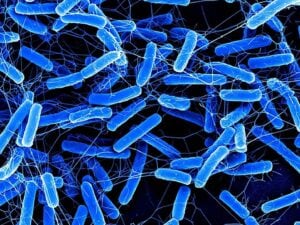 Bambino di 18 mesi muore a Catanzaro per sospetta infezione da batterio