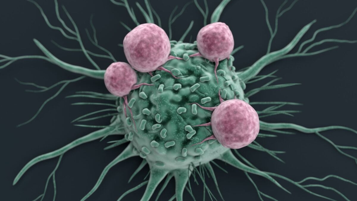 Uno studio dell'UCLA ha osservato per la prima volta un effetto della creatina nelle cellule che combattono il cancro.