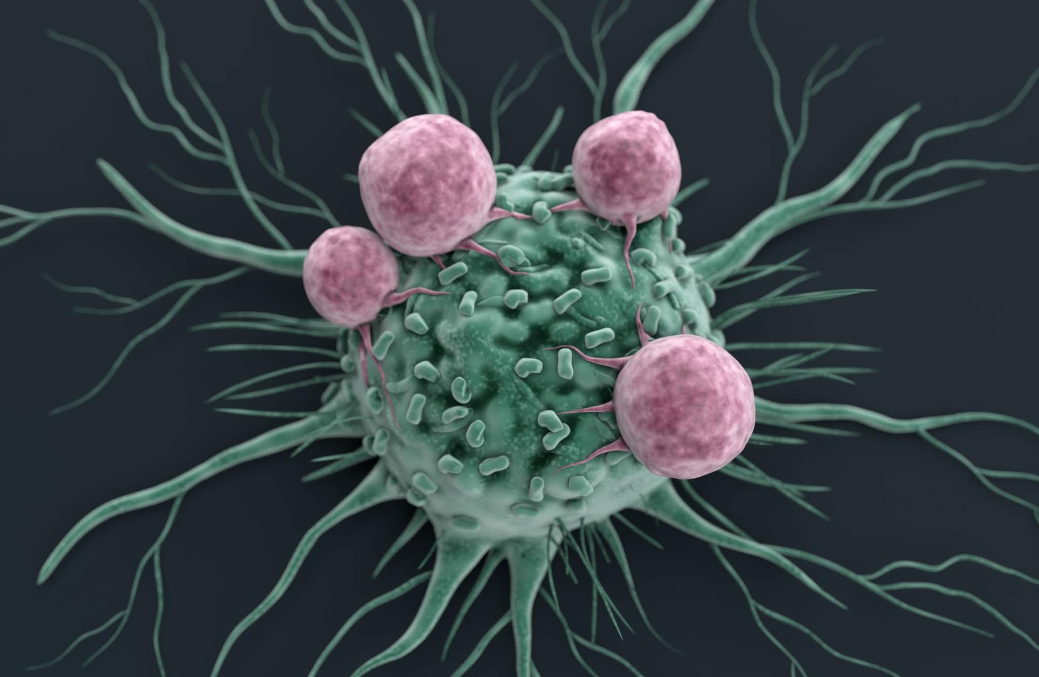 Creatina e tumori, visto per la prima volta l’effetto sulle cellule che combattono il cancro: lo studio UCLA