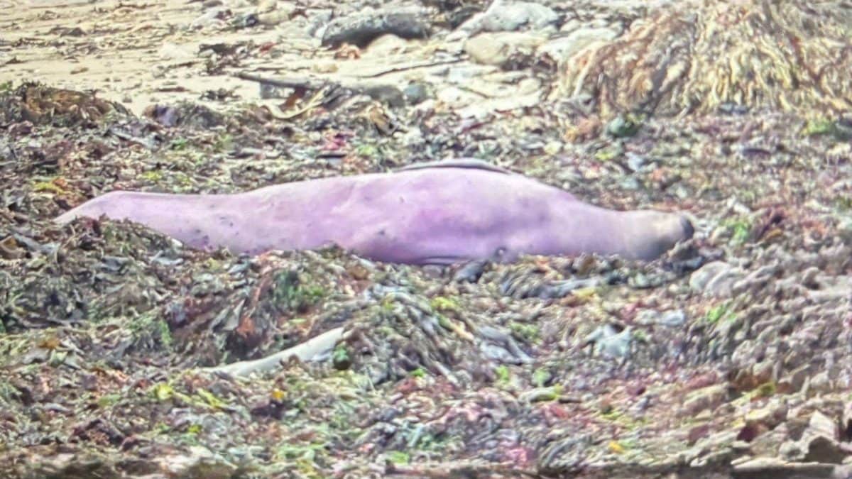 L’elefante marino settentrionale viola. Credit: Parco Statale di Año Nuevo / Irene Reti