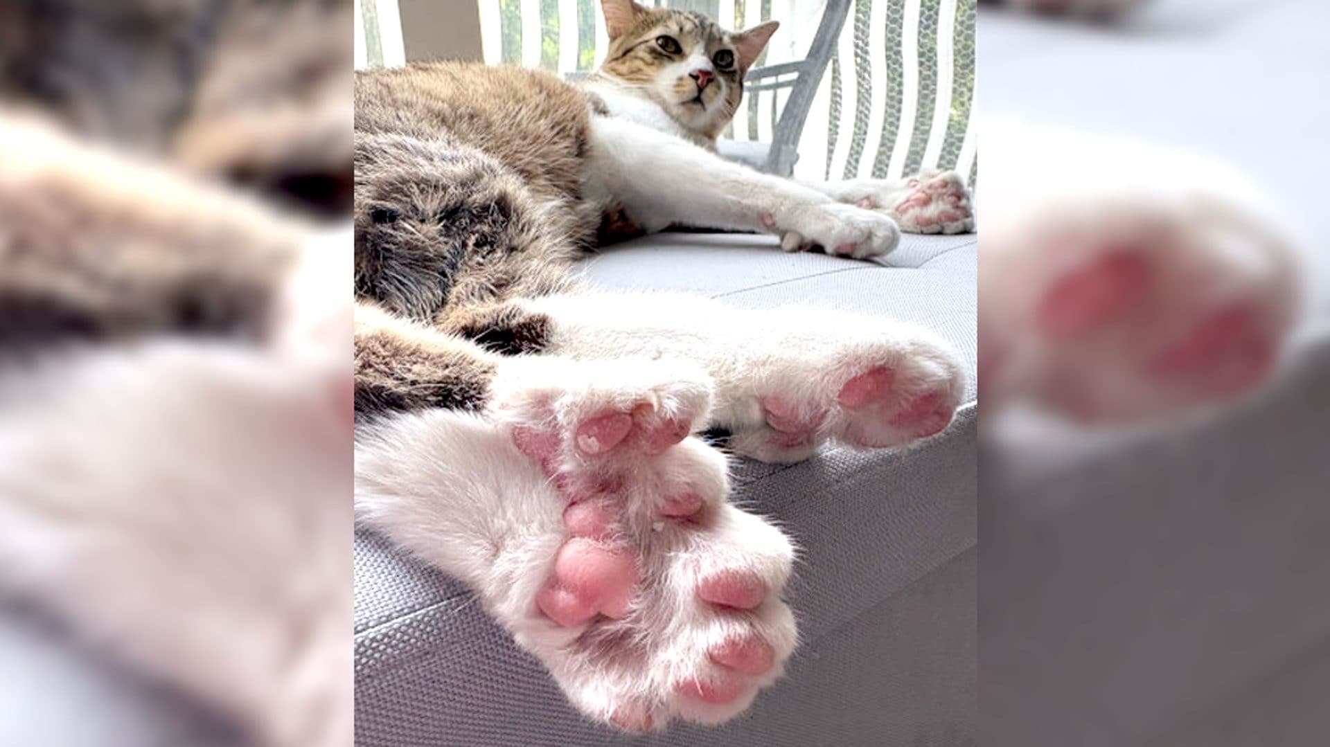 Il gatto Toby, con 28 dita, conquista il Guinness World Records