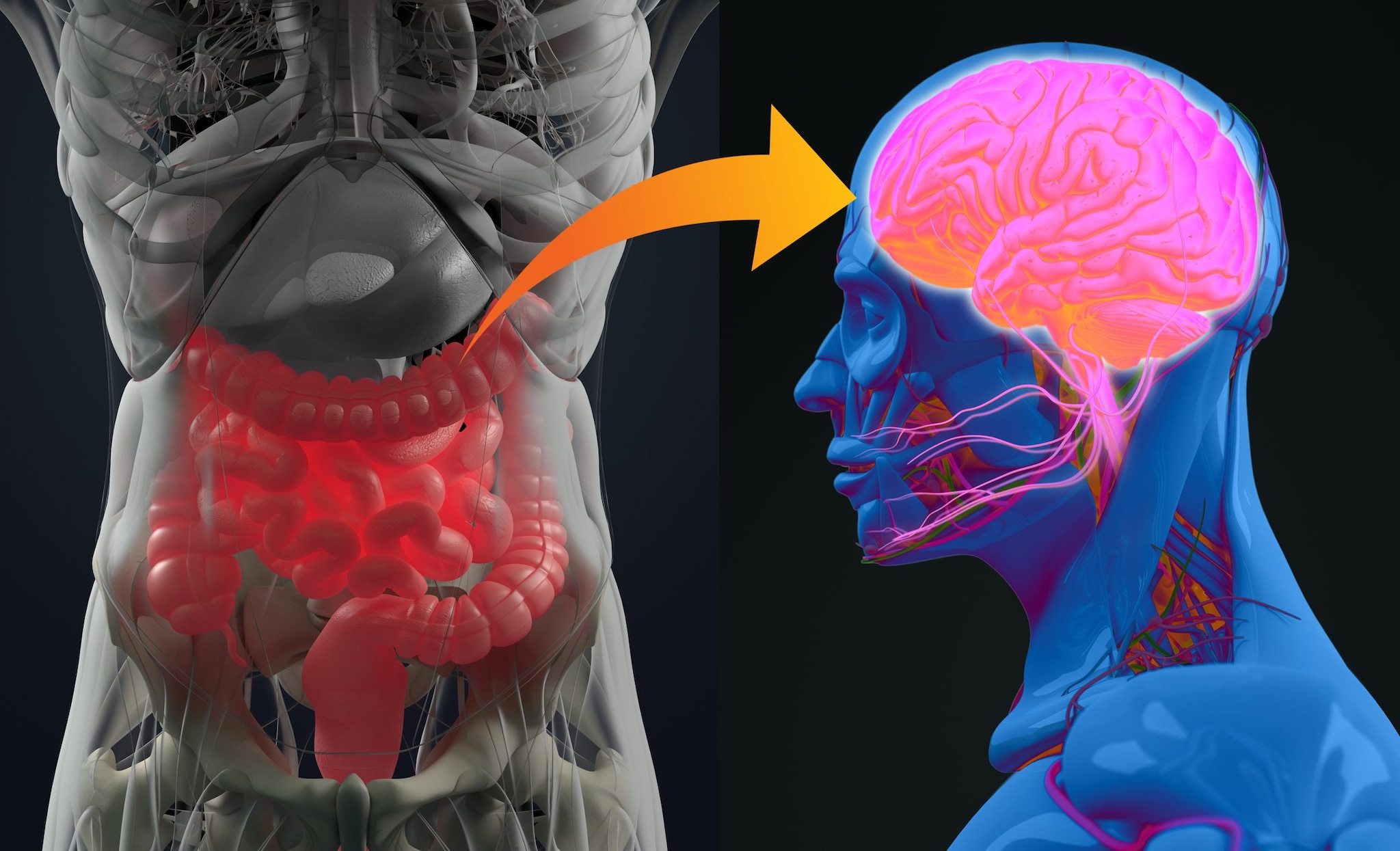 L’intestino può aiutare il cervello a formare i ricordi del cibo: lo studio su Nature Communications