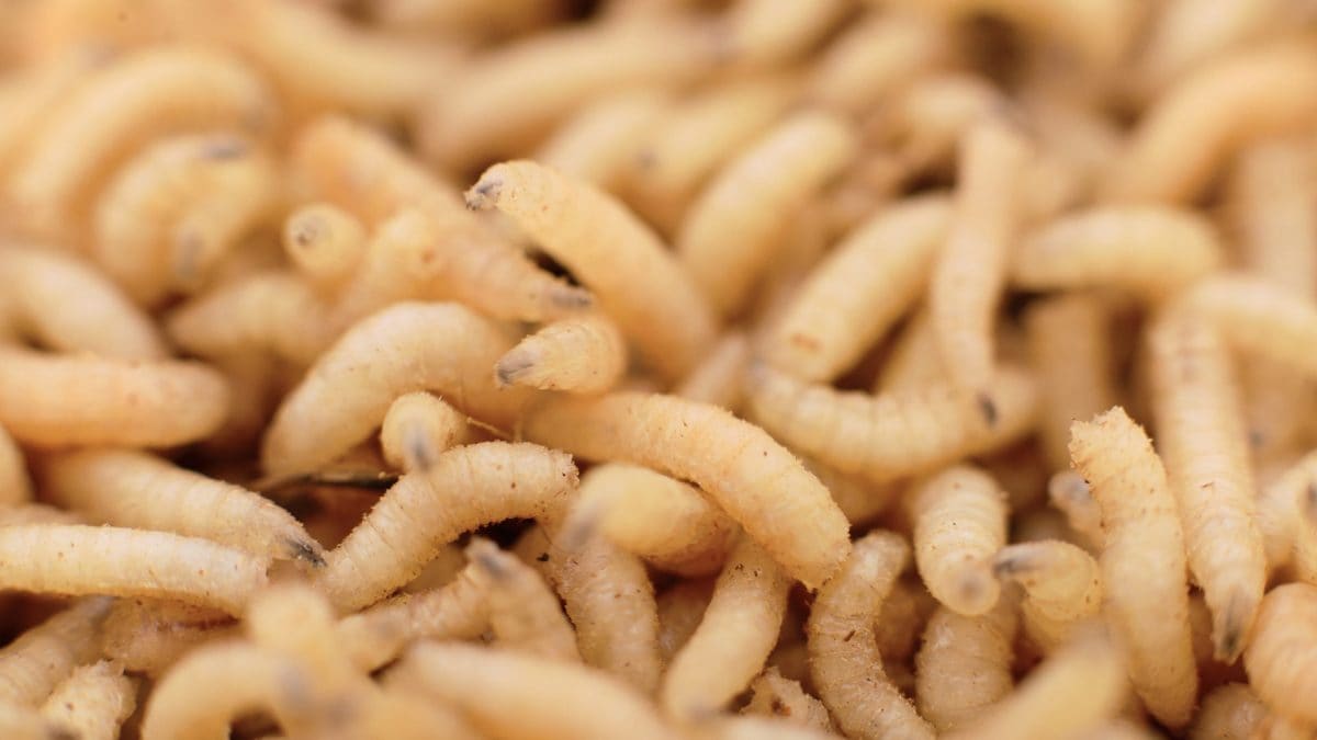 Larve di mosca (generiche). Credit: iStock