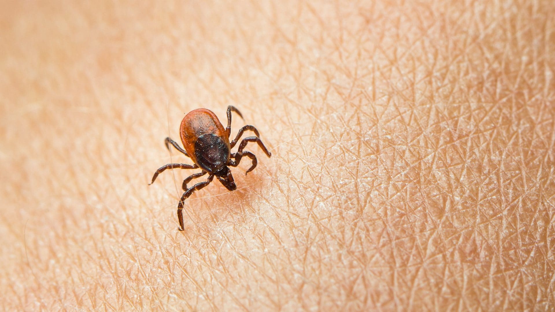 Cos'è la TBE, l'encefalite da morso di zecche presente anche in Italia: sintomi, cura e mortalità dell'infezione virale