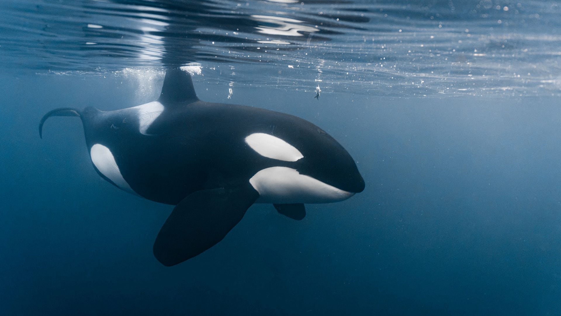 C'è un animale che terrorizza le orche e non è uno squalo: basta il richiamo dei globicefali per farle scappare